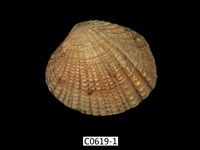 藏品(厚殼縱簾蛤 )的圖片